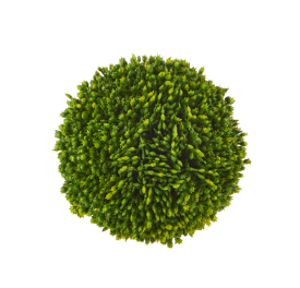 Sedum Ball -Green