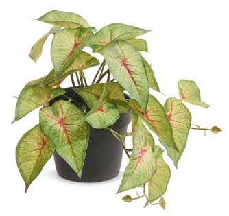 Potted Variegated Arrowhead Plant