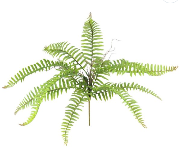 BOSTON FERN BUSH