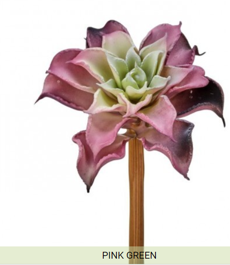 PL. DAHLIA SUCCULENT (multiple colors)