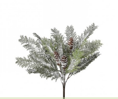 WINTER ACACIA W/CONE BUSH