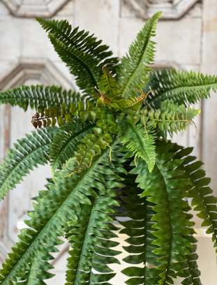 Niagara Fern Hanging