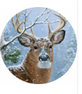 Winter Whitetail