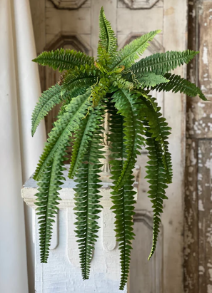 Niagara Fern Hanging