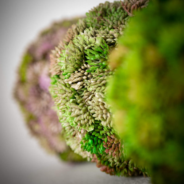 COLORFUL SEDUM ORB