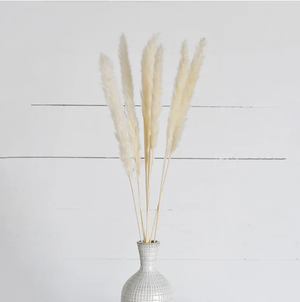 Pampas Grass Bundle