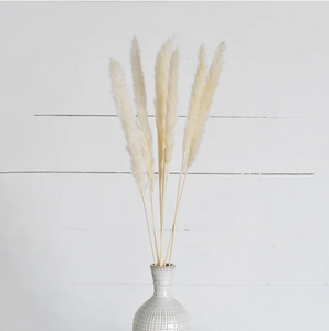 Pampas Grass Bundle