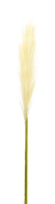 Pampas Grass Spray