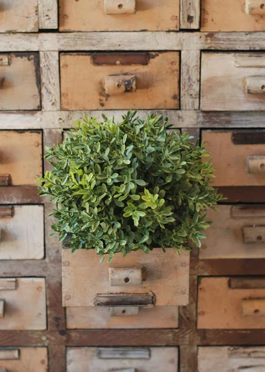 New England Boxwood Collection