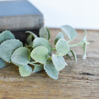 Dusty Callisia Stem