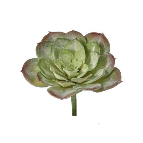 Hen Succulent (multiple colors)