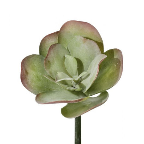 Broad Leaf Succulent (multiple colors)