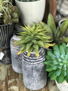 Star Succulent Pick