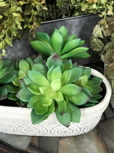 Green Aeonium Succulent Stem