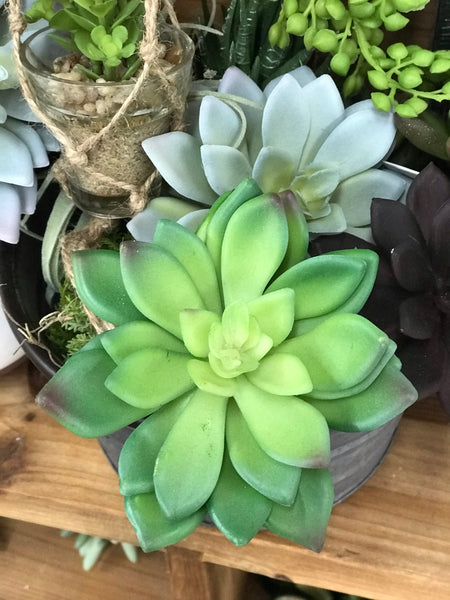 Green Aeonium Succulent Stem