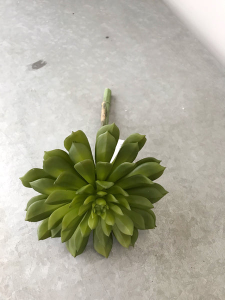 Lotus Echeveria Pick