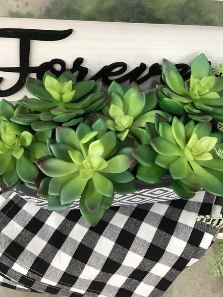 Green Aeonium Succulent Stem