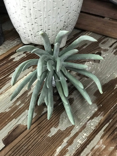 Echeveria Succulent Pick