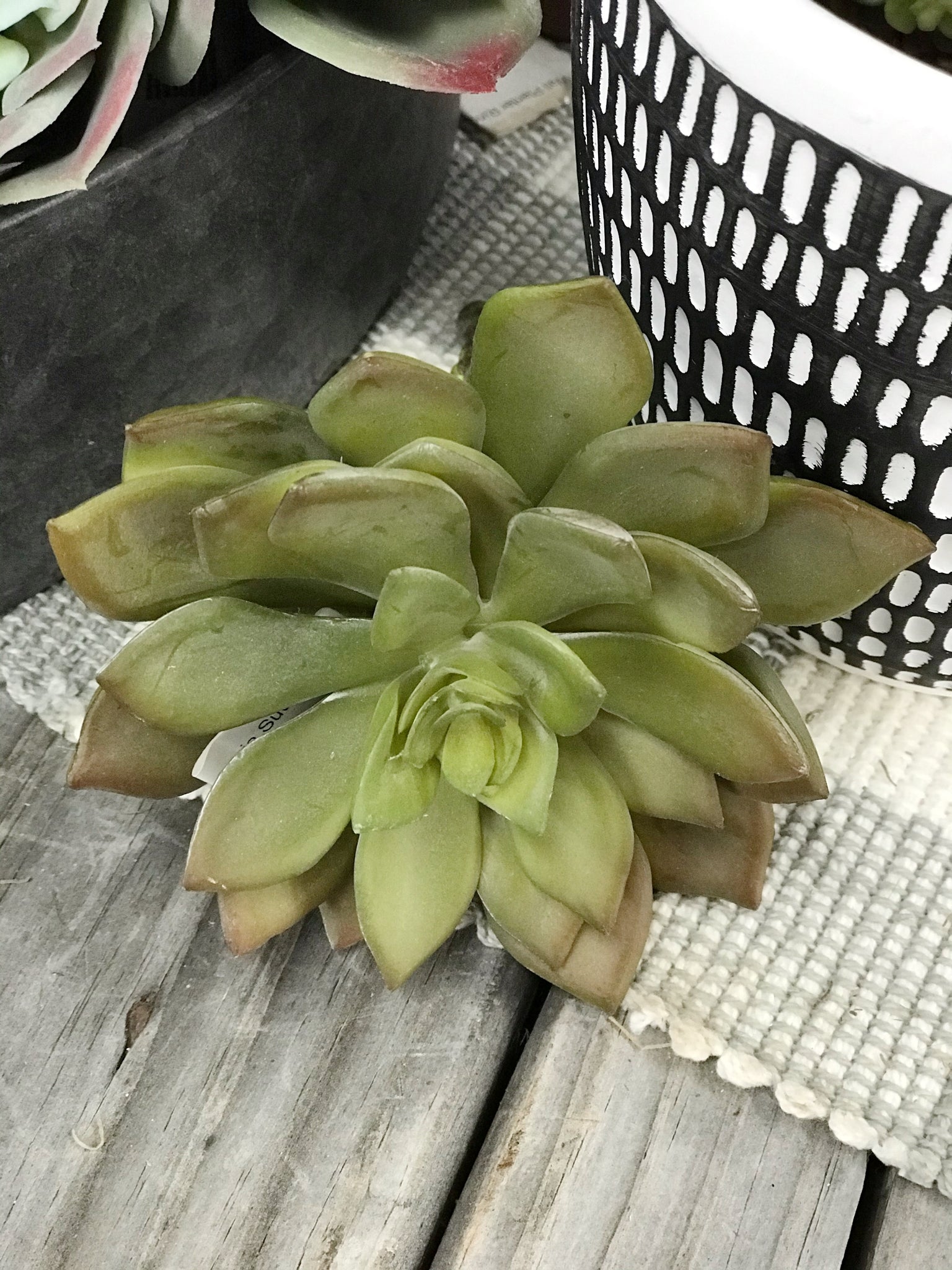 Brown/Green Echeveria Succulent