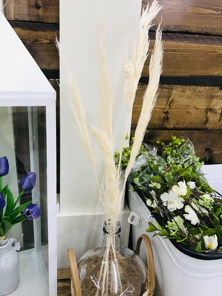 Pampas Grass Bundle