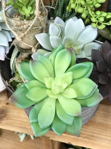 Green Aeonium Succulent Stem