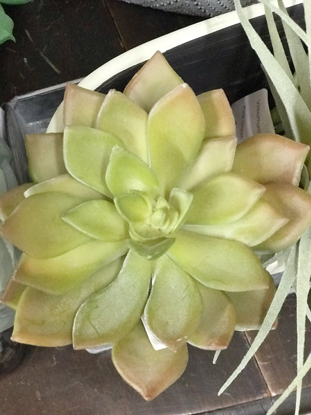 Brown/Green Echeveria Succulent