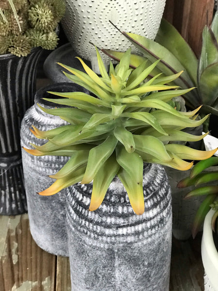 Star Succulent Pick